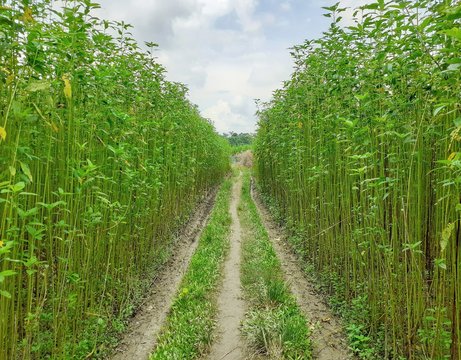 https://www.nepalminute.com/uploads/posts/jute plant - photo adobe stock1662289997.jpg